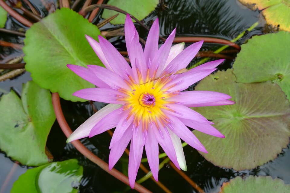 Nymphaea capensis nymphaeaceae flower