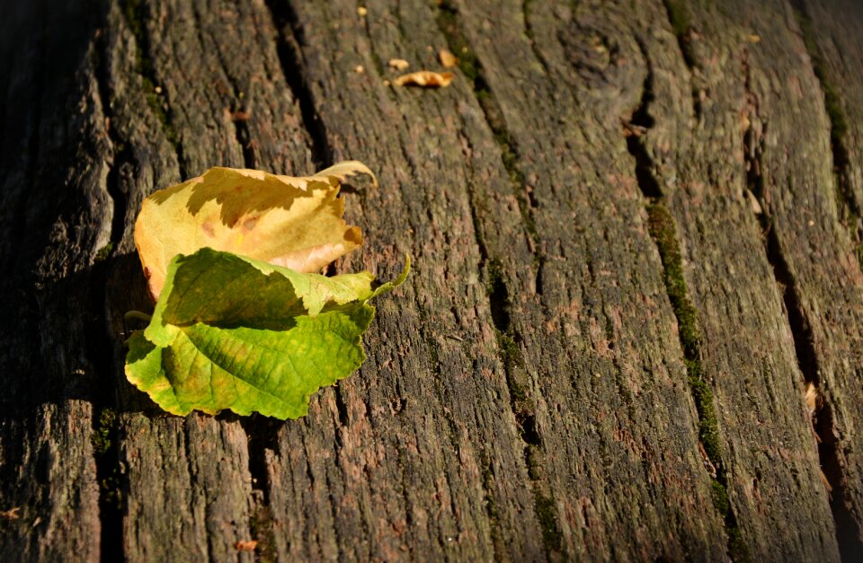 Leaves in the autumn transience colors of autumn