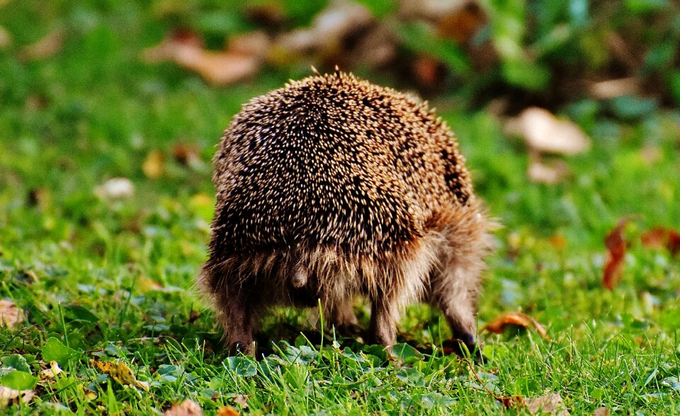 Nature garden mammal