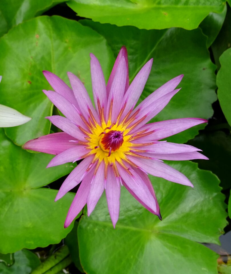 Nymphaea capensis nymphaeaceae flower