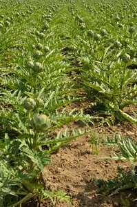 Cultivation remodeling agricultural