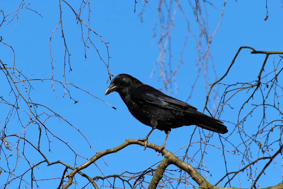 Raven bird songbird animal