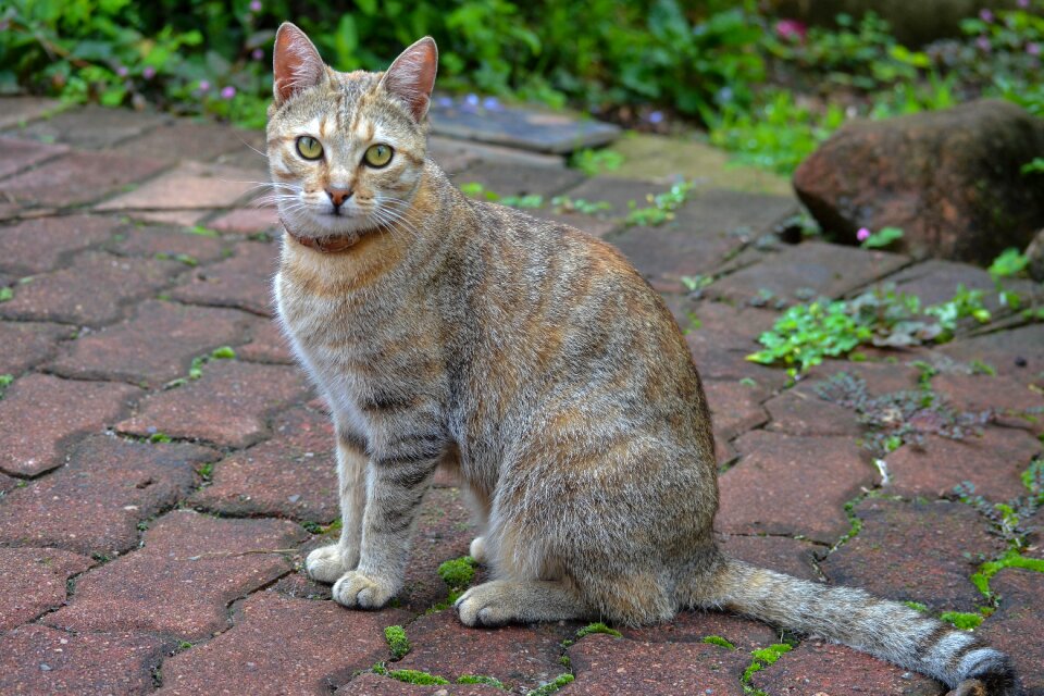 Pet mammal animal