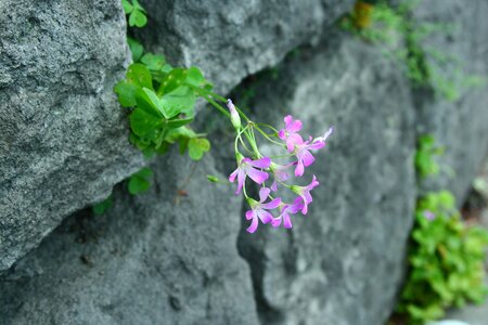 Flowers ishigaki trefoil photo