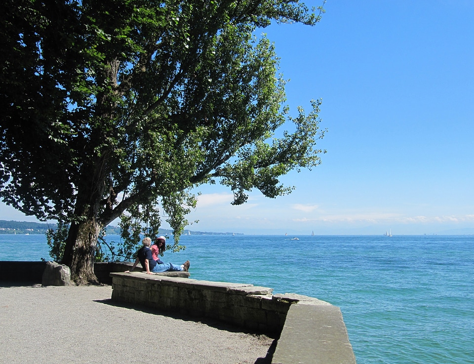 Water trees view photo