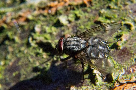 Insect close up compound eyes