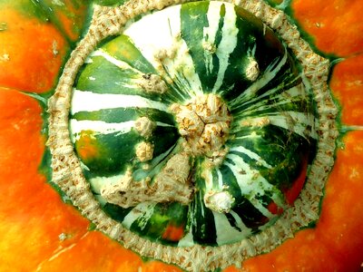 Decoration autumn vegetables