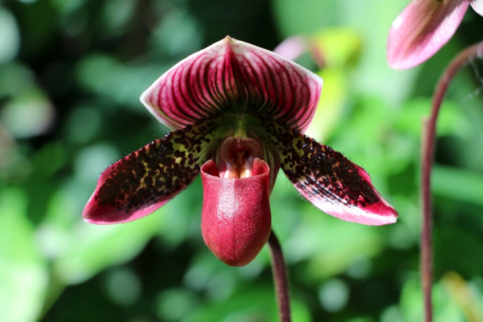 Garden plant exotic plant