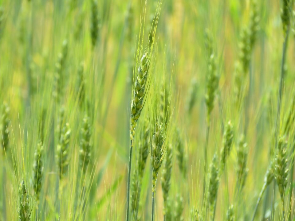 Agriculture farm plant