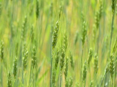Agriculture farm plant