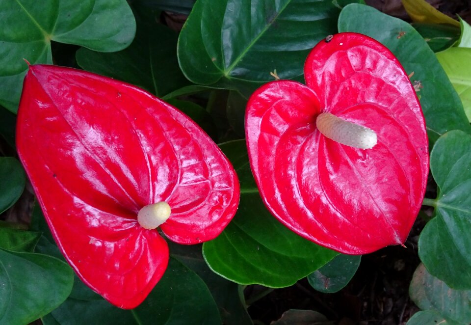 Painter's palette anthurium andraeanum