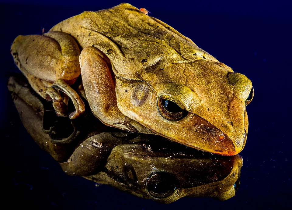 Frog close up mirror image