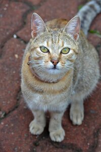 Animal cute domestic