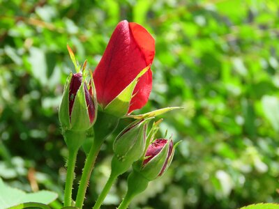 Red floral plant photo