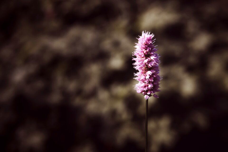Flower park plant purple