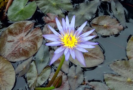 Purple waterlily nymphaeaceae flower photo