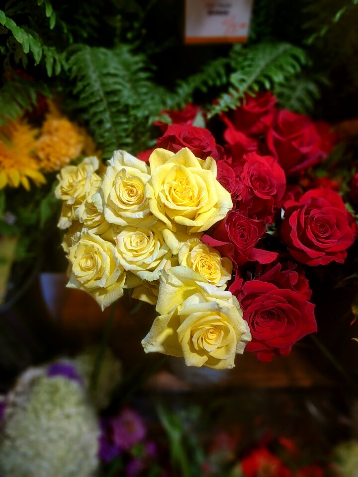 White rose romance love