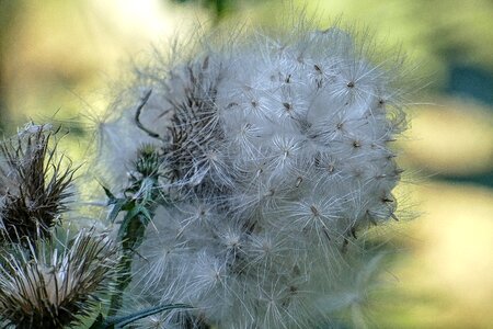 Nature faded plant