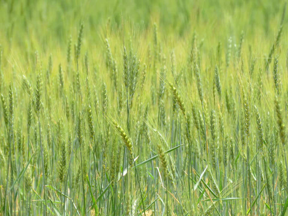 Agriculture farm plant
