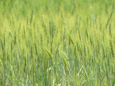 Agriculture farm plant