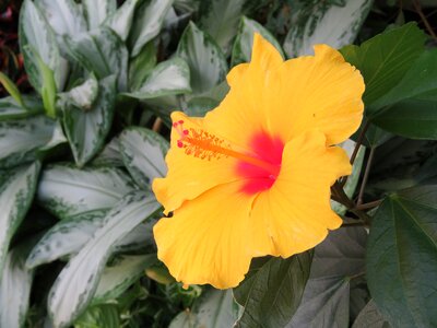 Yellow tropical blossom