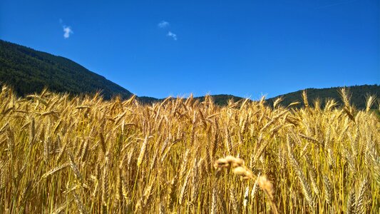 Cereals cornfield landscape