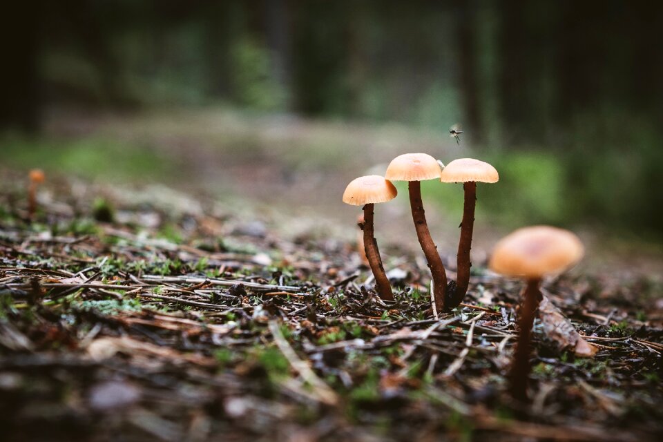 Forest nature autumn