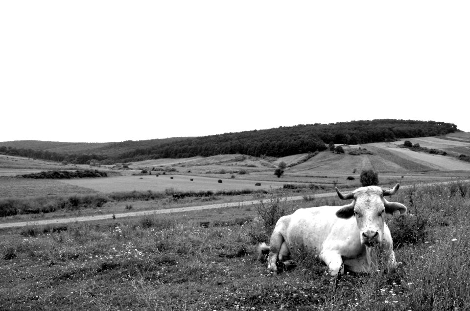 Cattle cow portrait pet sitting