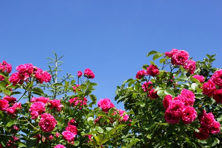 Pink rose rose bloom flower