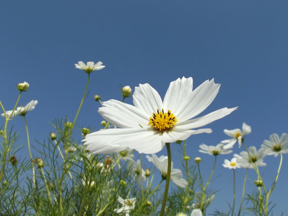 Blooming plant spring