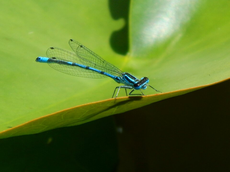 Insect flight insect nature
