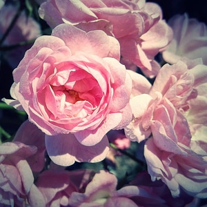 Blossom bloom nature