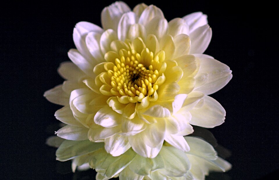 Autumn flowers bloom
