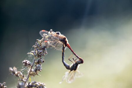 Dragonfly detailed outdoor