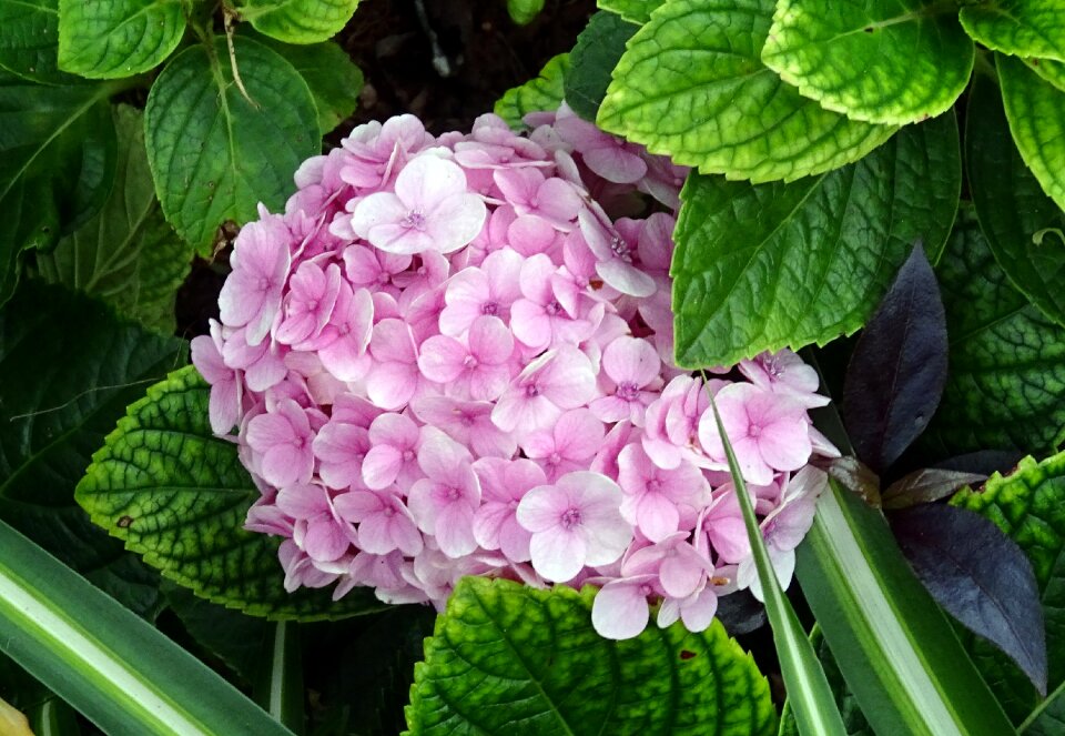 Hydrangea macrophylla hydrangeaceae bloom