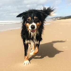 Pet animal summer
