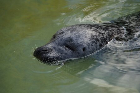 Water meeresbewohner mammal