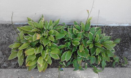Dirt soil nature