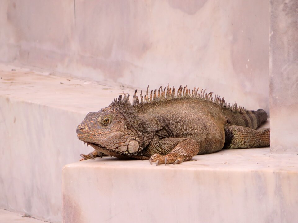 Outdoor wildlife lizard