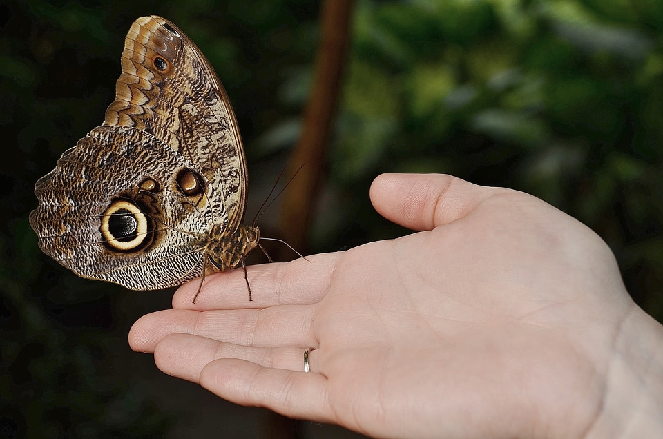 Limb ramus butterfly