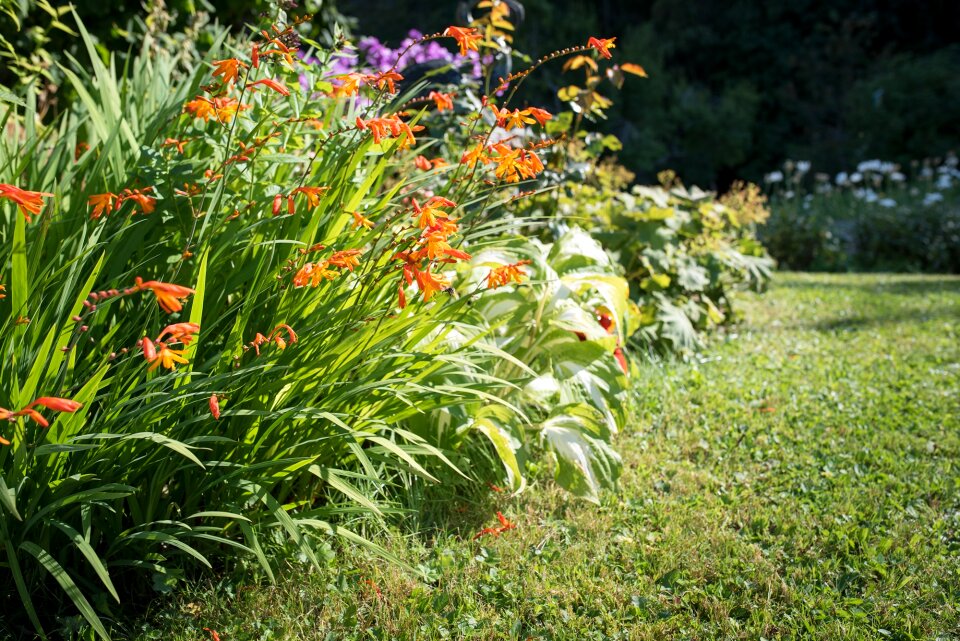 Late summer autumn plant