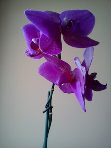 Orchid blooming violet