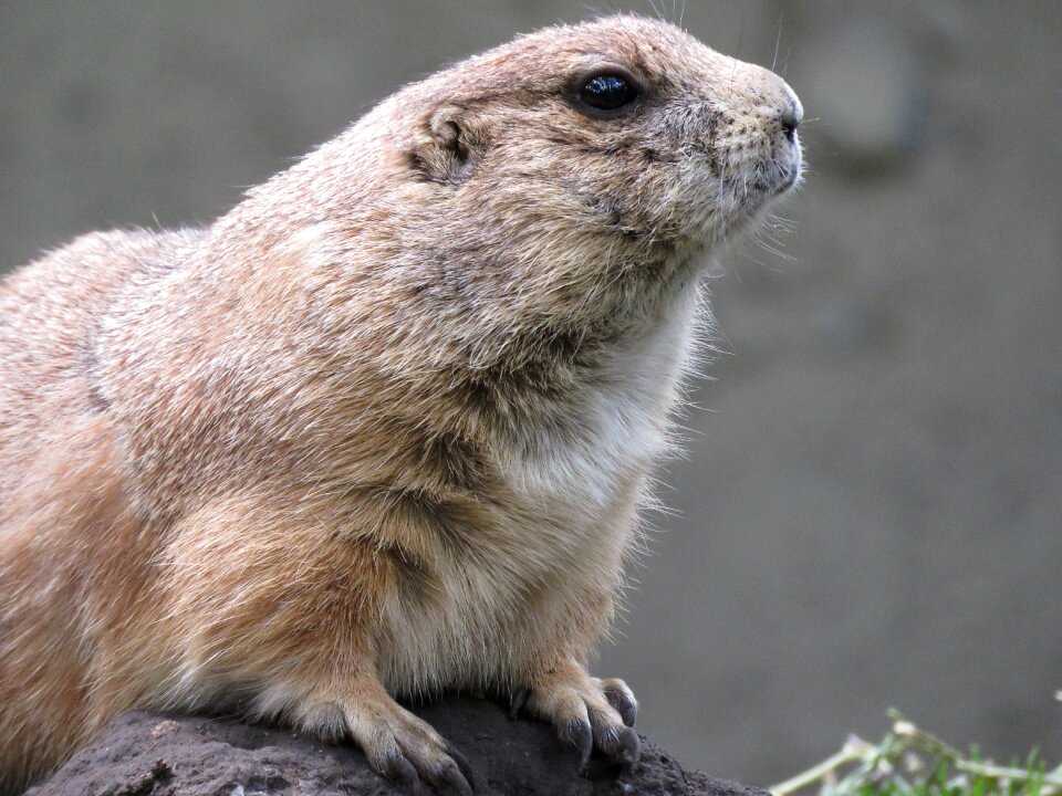 Cynomys gunnisoni animal zoo