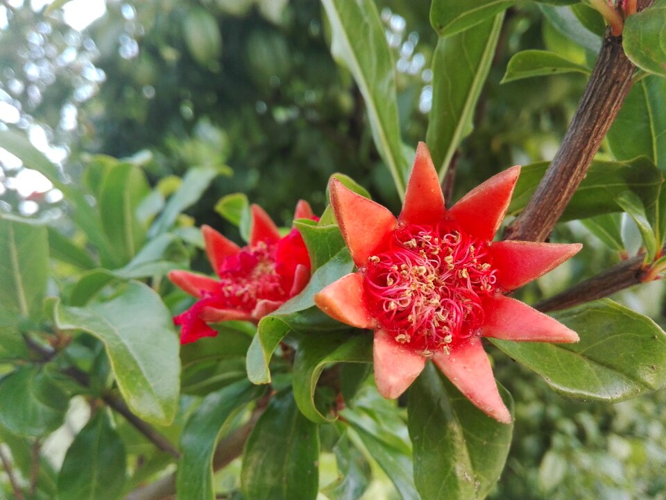 Flora red summer