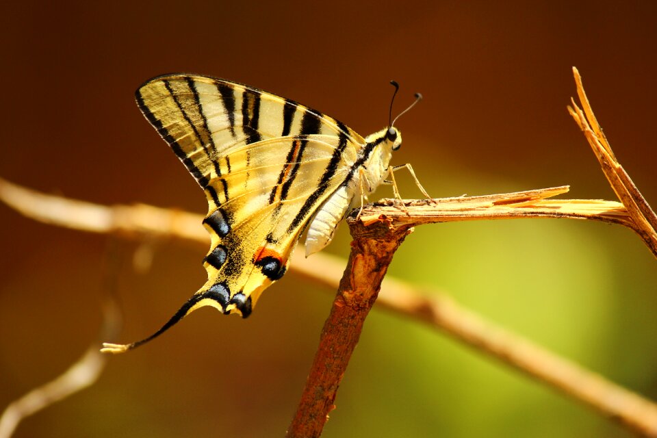 Butterfly snagit insect