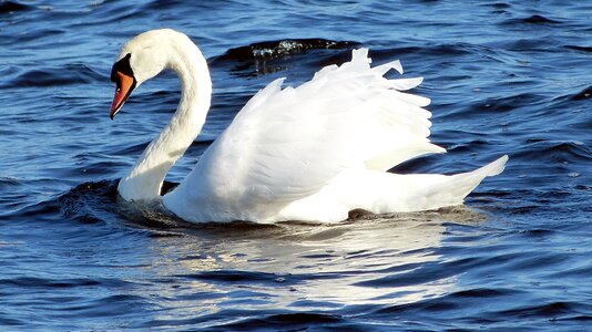 Bird white bird water bird