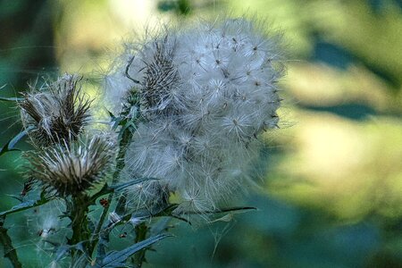 Close up nature faded