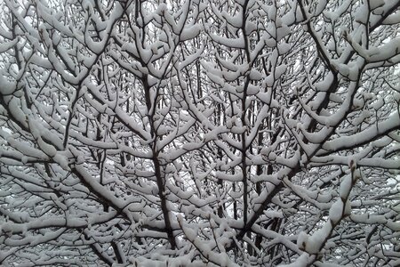 Tree cold