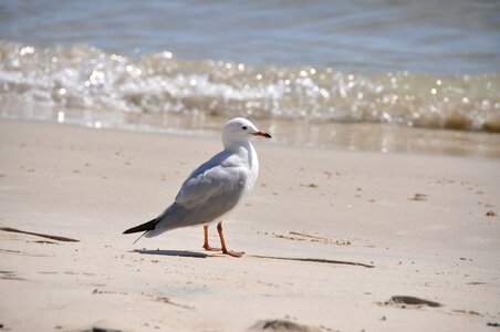 Nature beach seabird photo
