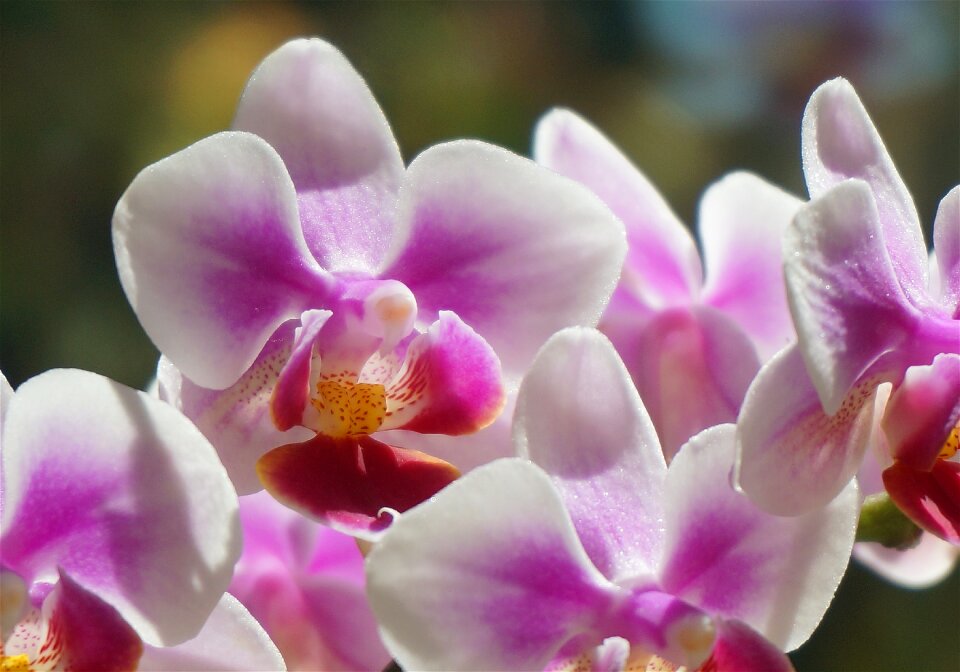 White pink red